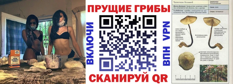 Псилоцибиновые грибы Psilocybine cubensis  Тавда 